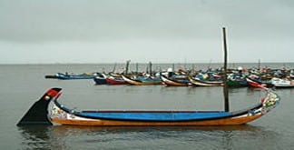 vikings